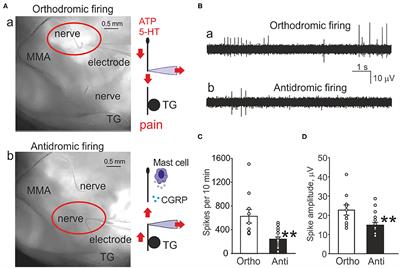 Antidromic Spike Propagation and Dissimilar Expression of P2X, 5-HT, and TRPV1 Channels in Peripheral vs. Central Sensory Axons in Meninges